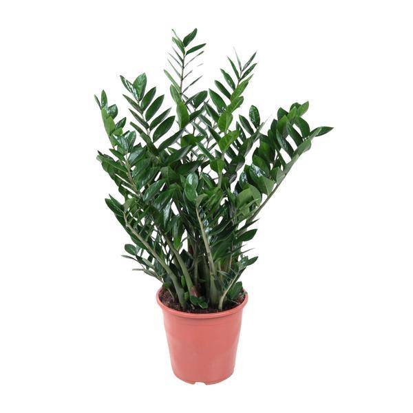 La Green Touch - Zamioculcas - D21 H90cm
