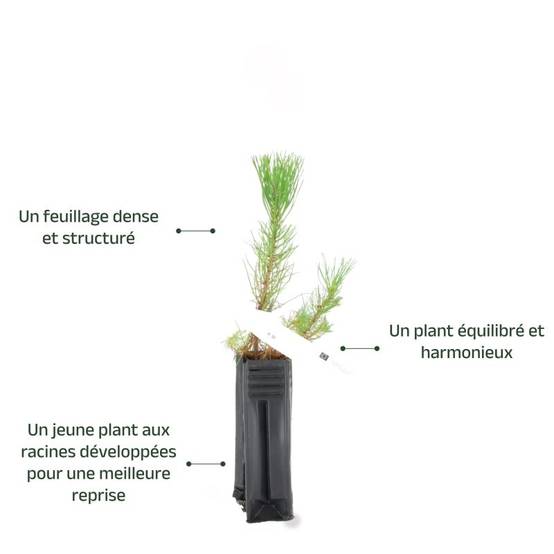 Pin maritime (Pinus pinaster) - Godet - Taille 20/40cm - Pépinières Naudet - Imagen 3