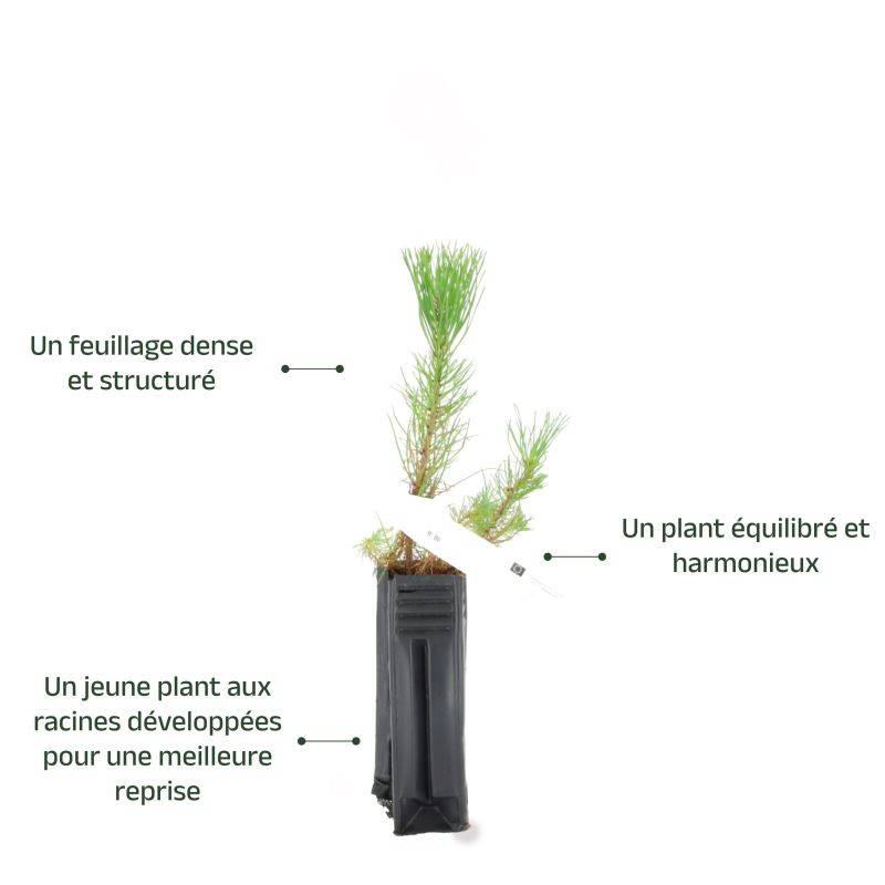 Pin maritime (Pinus pinaster) - Godet - Taille 20/40cm - Pépinières Naudet - Imagen 3