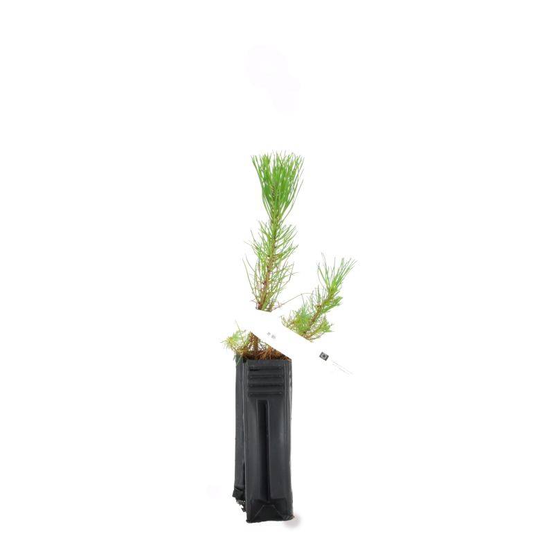 Pin maritime (Pinus pinaster) - Godet - Taille 20/40cm - Pépinières Naudet - Imagen 2
