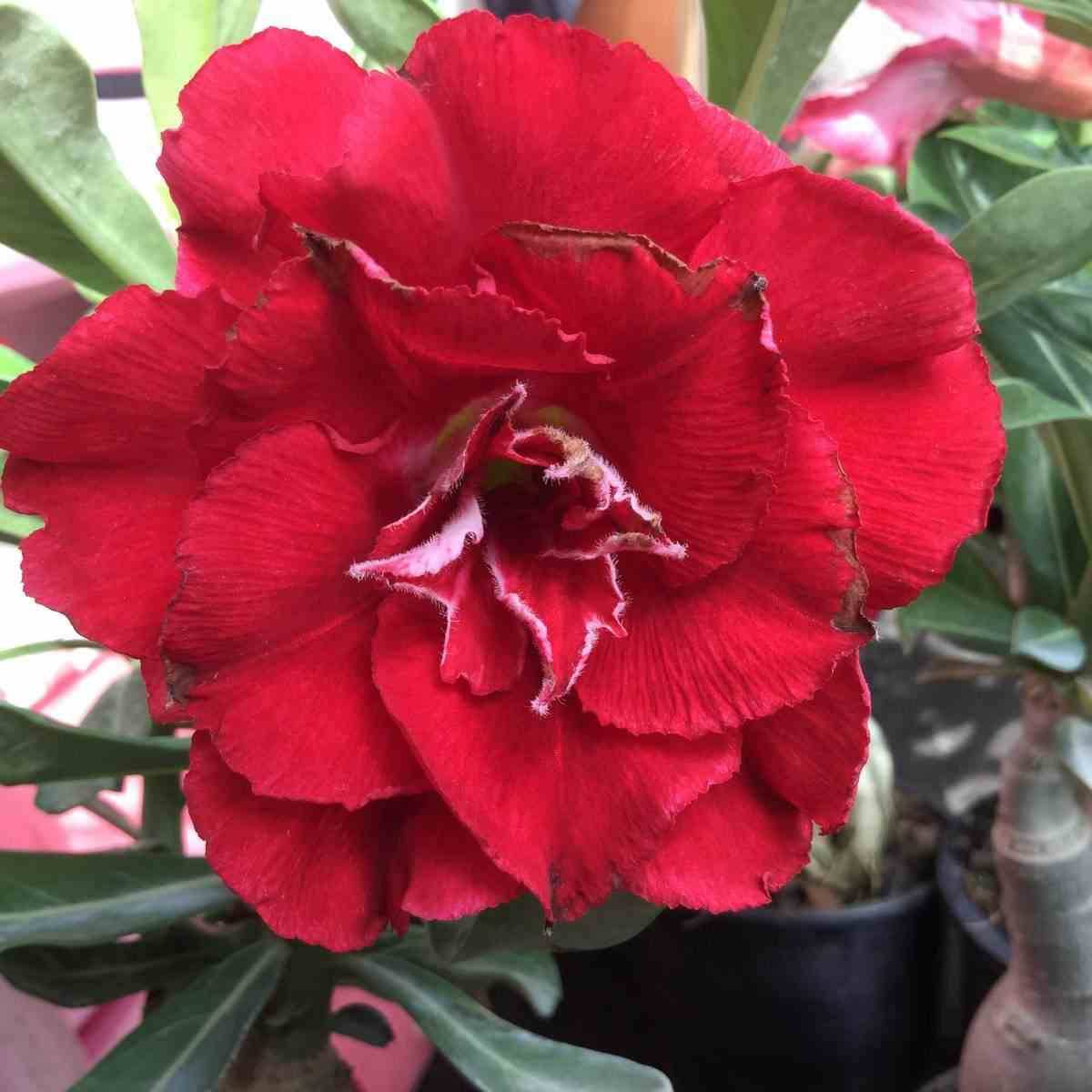 Sans Marque - Adenium obesum cv.Nakarad rouge Couleur floraison:Rouge - Taille:Caudex d'environ 2000g 25/30cm très gros caudex - Image 2