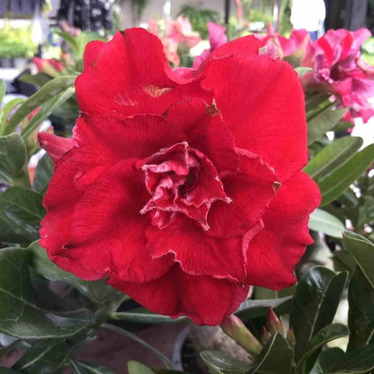 Sans Marque - Adenium obesum cv.Nakarad rouge Couleur floraison:Rouge - Taille:Caudex d'environ 2000g 25/30cm très gros caudex - Image 1