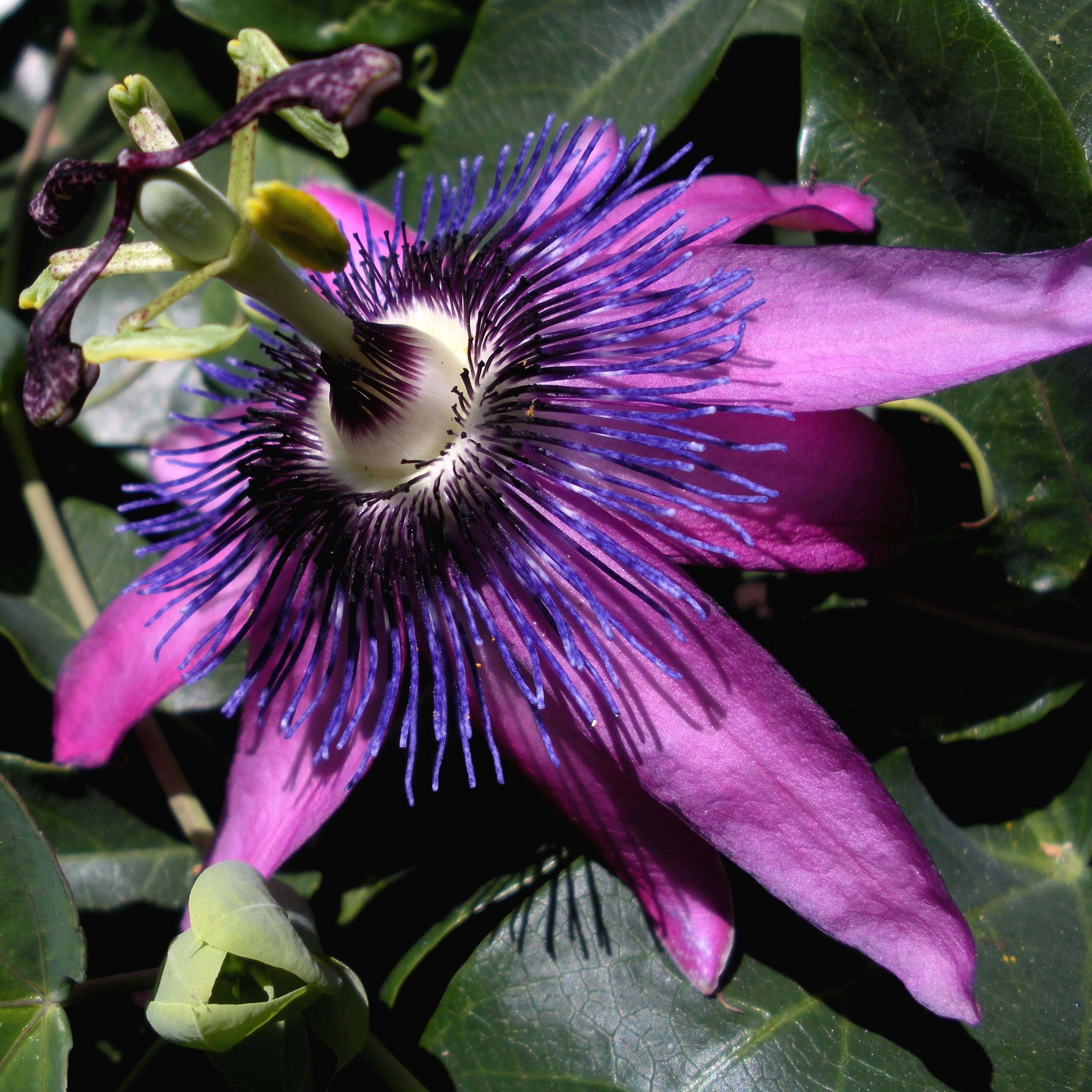 Passiflore Purple Passion - Fleur de la Passion Pot de 2L/3L, Livré entre 80/100 cm