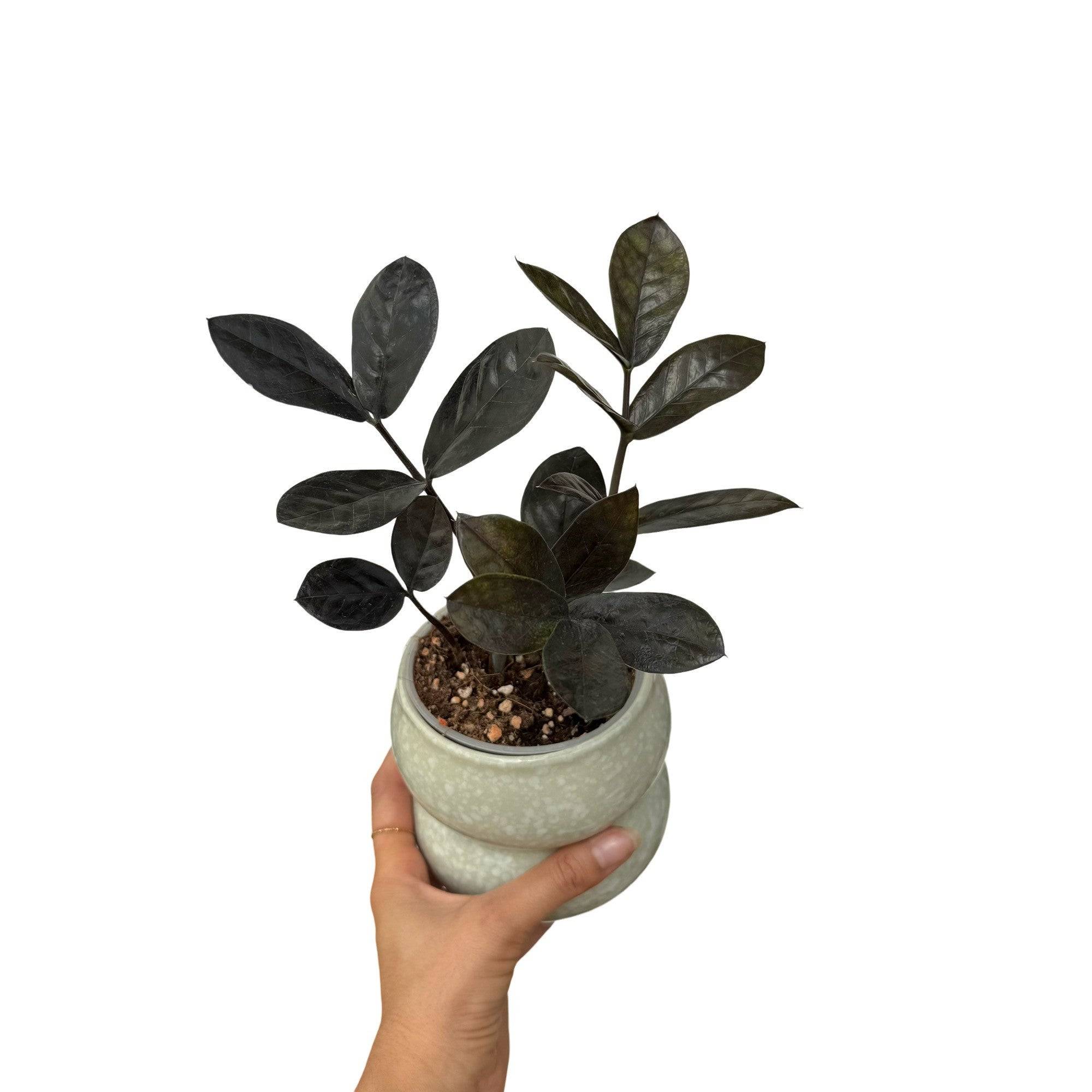 Zamioculcas Zamiifolia Raven - Pot de 9cm - Plantes d'intérieur