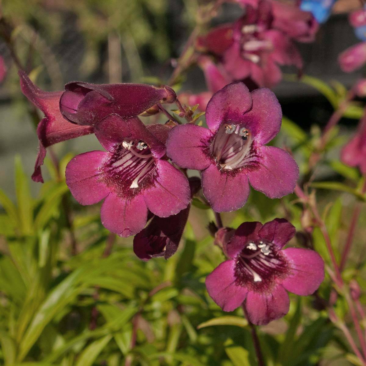 Promesse de Fleurs - Penstemon hybride Blackbird - Galane Godet de 7/8 cm