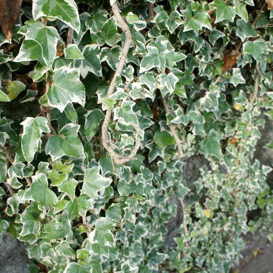 Promesse de Fleurs - Lierre commun - Hedera helix Eva Pot de 2L/3L