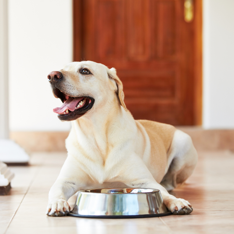 Octave Prestige - Croquettes au Canard pour Chien de Moyenne et Grande Taille - Imagen 2