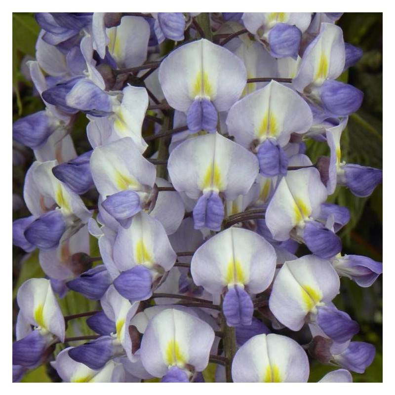 Glycine de formose à fleurs Bleue - feuillage Caduc - Godet - 5/20 cm-  hauteur à maturité De 5 à 15 m - Imagen 4