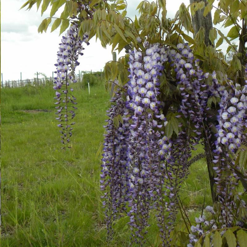 Glycine de formose à fleurs Bleue - feuillage Caduc - Godet - 5/20 cm-  hauteur à maturité De 5 à 15 m - Imagen 8