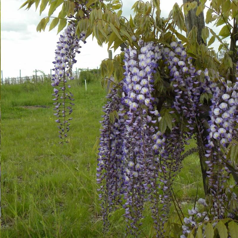 Glycine de formose à fleurs Bleue - feuillage Caduc - Godet - 5/20 cm-  hauteur à maturité De 5 à 15 m - Imagen 1