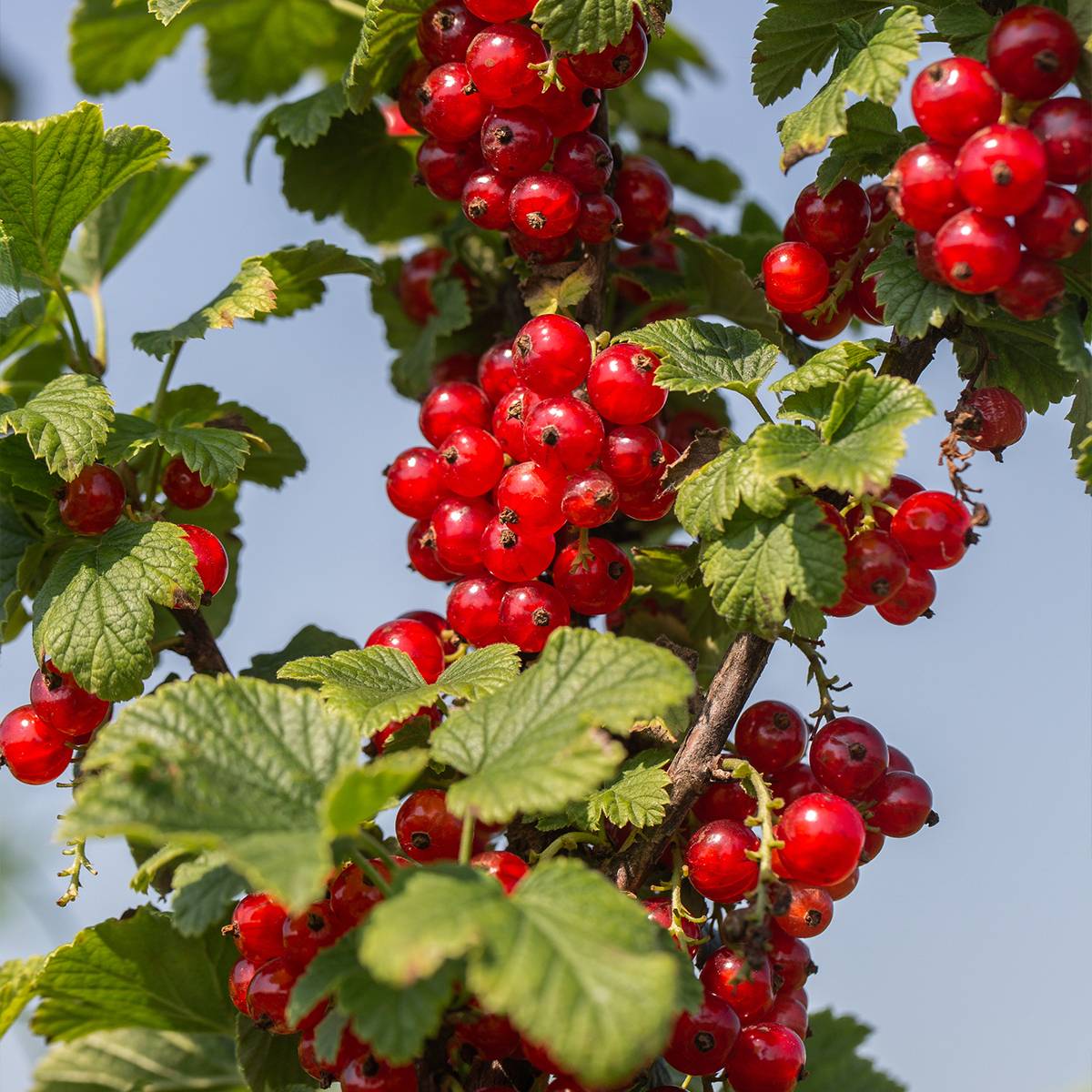 Promesse de Fleurs - Groseillier à grappes rouges Delbard Giganta - Ribes rubrum Pot de 2L/3L