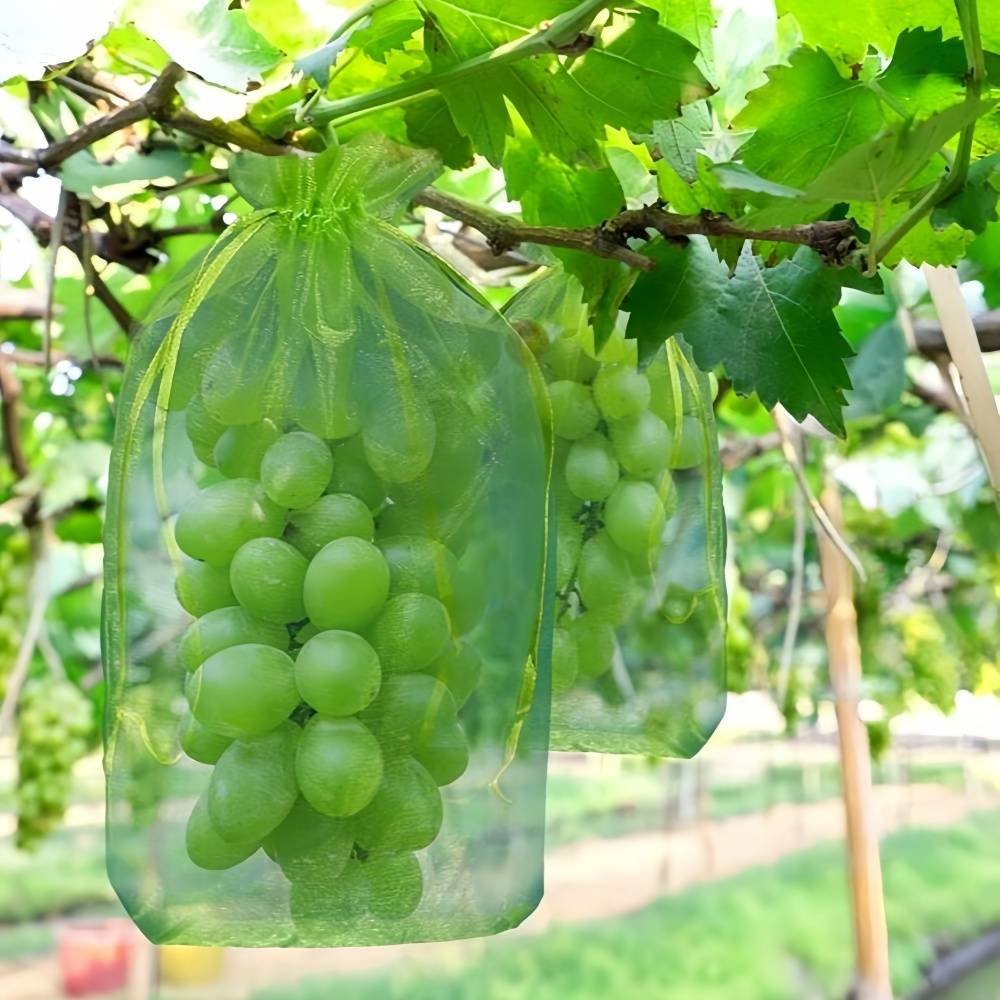 100 sacs de protection pour grappes de raisin - IntiMeg - Image 2