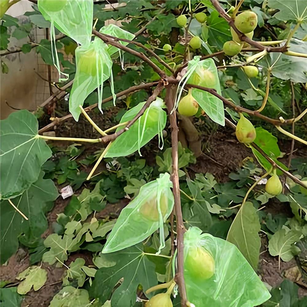 100 sacs de protection pour grappes de raisin - IntiMeg - Image 4
