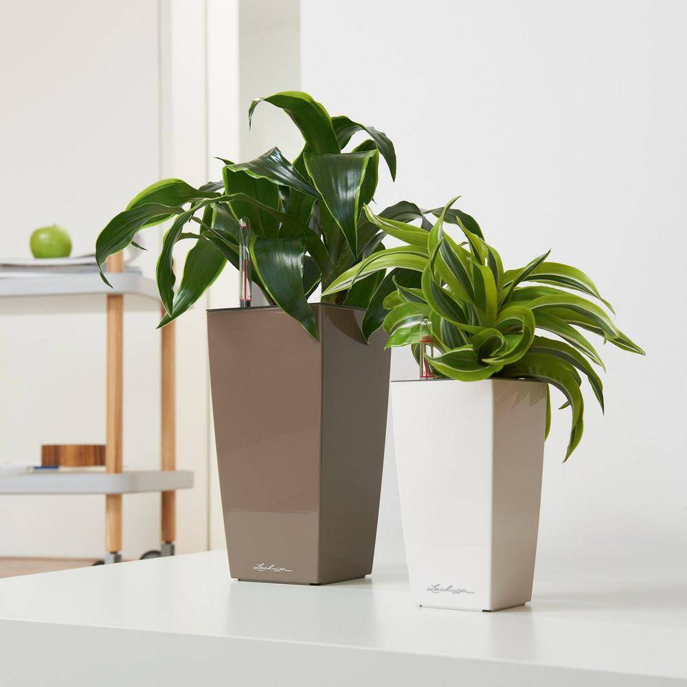 Lechuza - Pot de table Mini-Cubi - kit complet, blanc brillant 18 cm Lechuza - Imagen 5