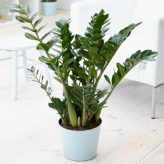 Gardenersdream - Zamioculca Zamiifolia Plante D’Intérieur - Arbuste D’Intérieur Plante En Pot 13 Cm - GardenersDream - Image 1