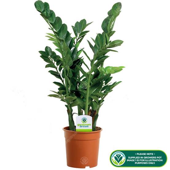 Gardenersdream - Zamioculca Zamiifolia Plante D’Intérieur - Arbuste D’Intérieur Plante En Pot 13 Cm - GardenersDream - Image 2