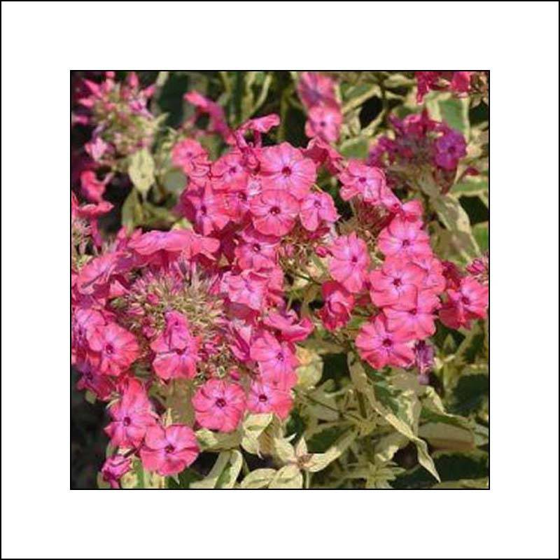 Phlox paniculata Elisabeth Arden Godet de 8/9 cm