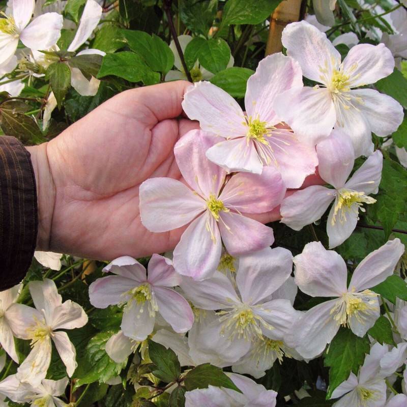 Clématite montana Giant Star® 'Gistar' à fleurs Rose - feuillage Caduc - Pot de 1,8L - Tuteur bambou 30/60 cm-  hauteur à maturité De 5,00 m à 10,00 m - Image 5