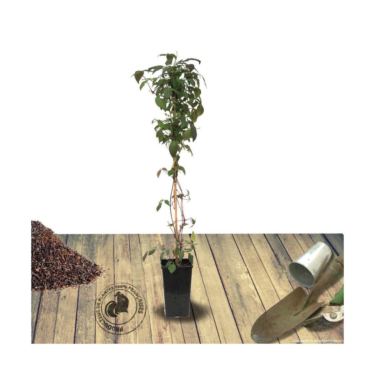 Clématite montana Giant Star® 'Gistar' à fleurs Rose - feuillage Caduc - Pot de 1,8L - Tuteur bambou 30/60 cm-  hauteur à maturité De 5,00 m à 10,00 m - Image 8