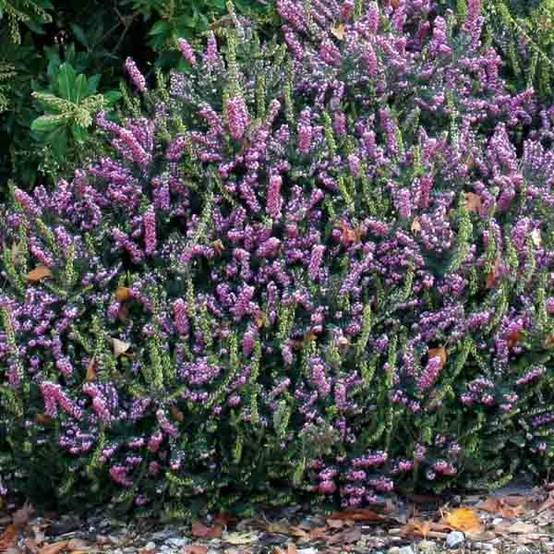 Erica x darleyensis Winter Belles Phoebe, bruyère d'hiver Godet de 8/9 cm - Image 1