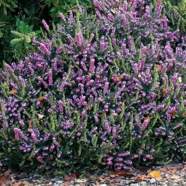 Erica x darleyensis Winter Belles Phoebe, bruyère d'hiver Godet de 8/9 cm