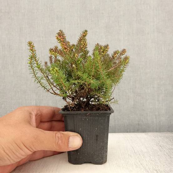 Erica x darleyensis Winter Belles Phoebe, bruyère d'hiver Godet de 8/9 cm - Image 2