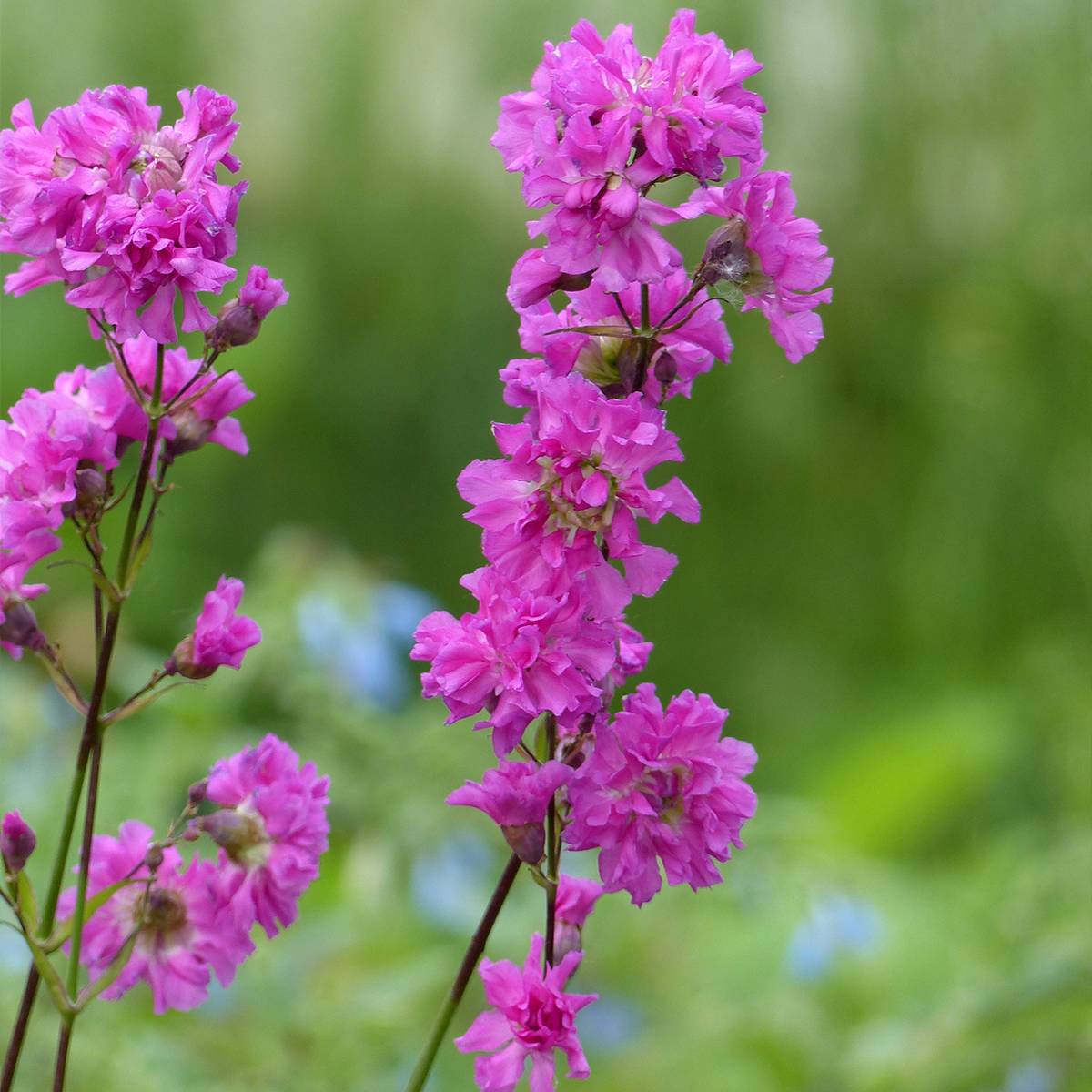 Lychnis viscaria Plena - Attrape-mouches à fleurs doubles Godet de 8/9 cm