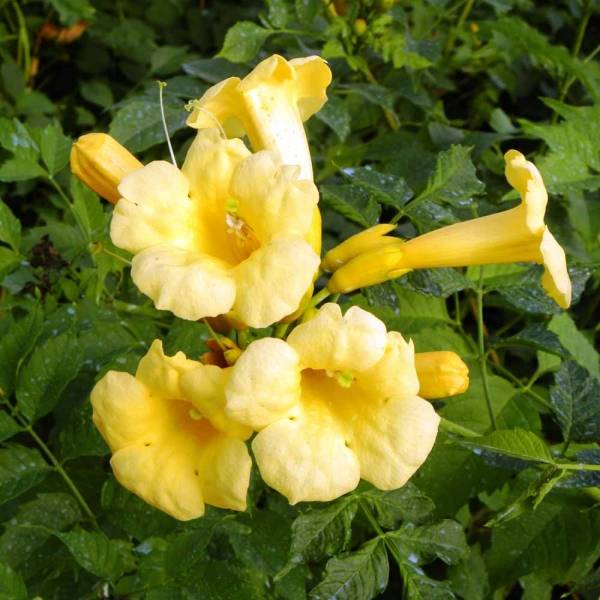 Campsis radicans Yellow Trumpet (= Flava) - Bignone de Virginie Pot de 2L/3L