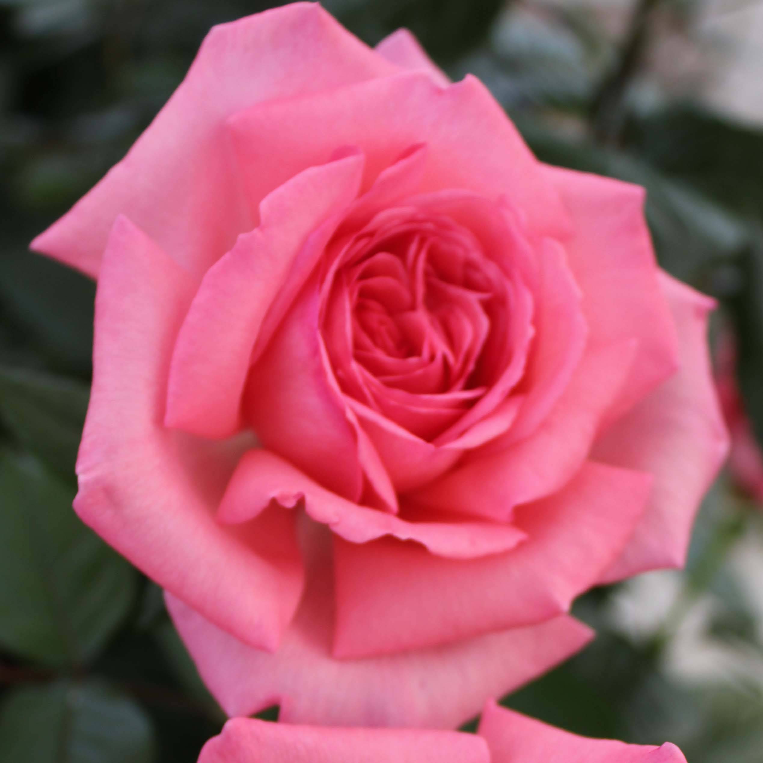 Rosier à grandes fleurs Fragonard Pot de 3L/4L