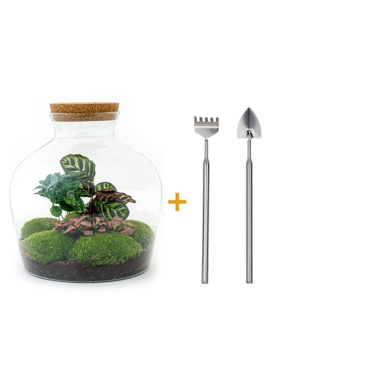 La Green Touch - Kit Terrarium DIY - JOY- La Green Touch  Calathea + Caféier + Fittonia rouge - Rateau + pelle