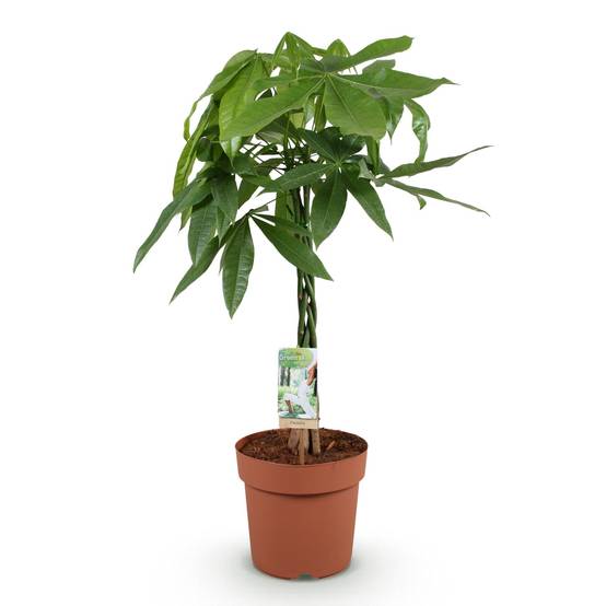Pachira Aquatica Tronc Tressé - D21 H90cm - Image 3