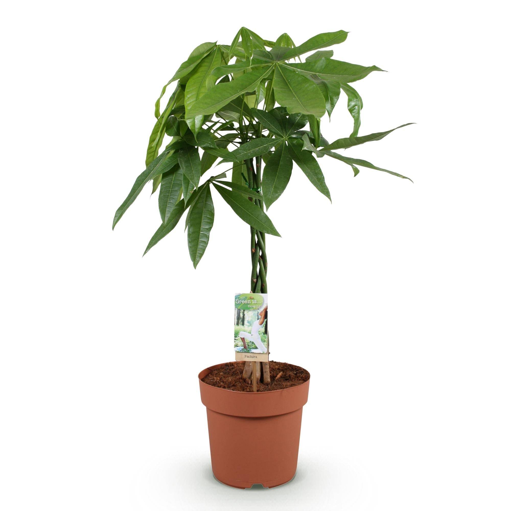 Pachira Aquatica Tronc Tressé - D21 H90cm - Image 3