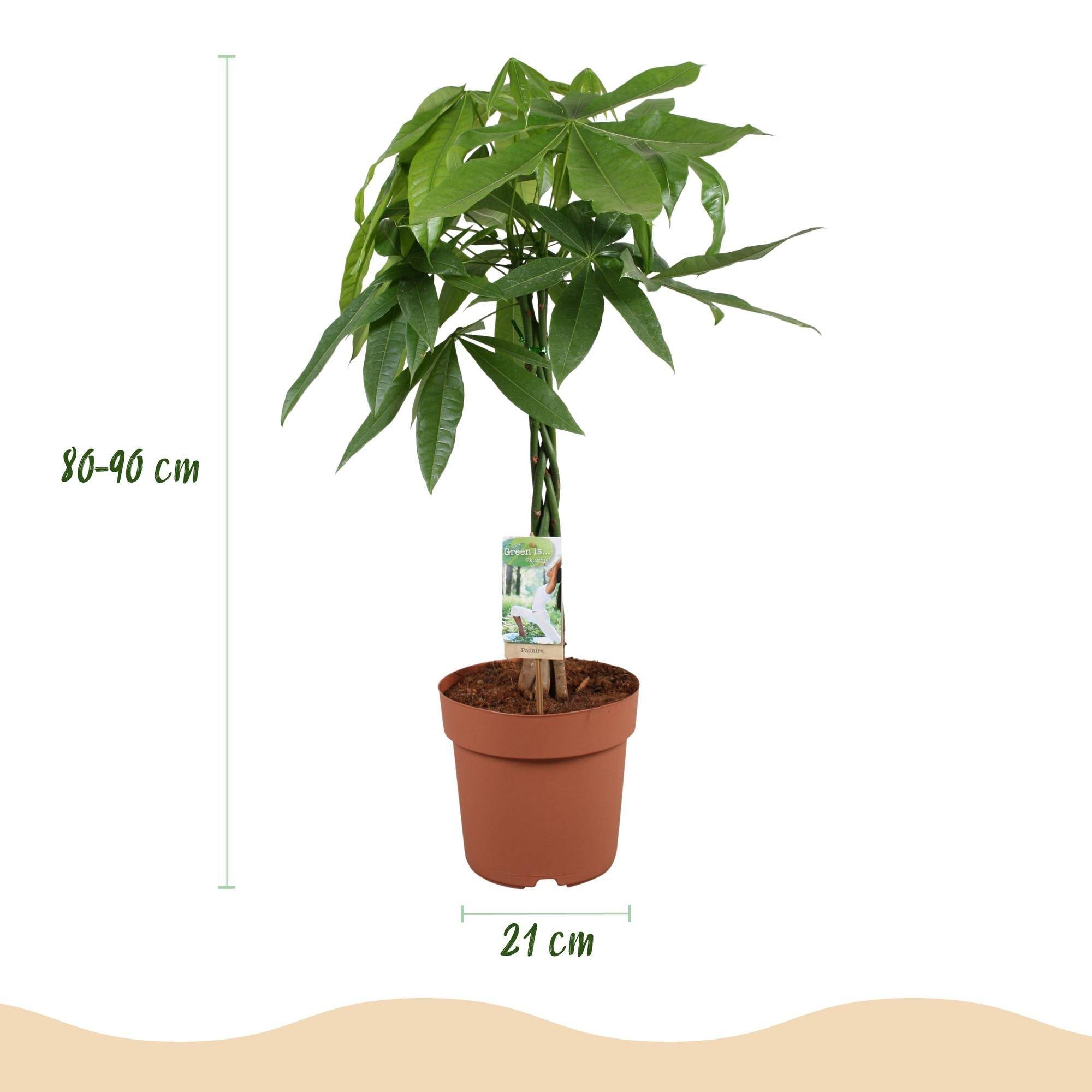 La Green Touch - Pachira Aquatica Tronc Tressé - D21 H90cm - Image 4