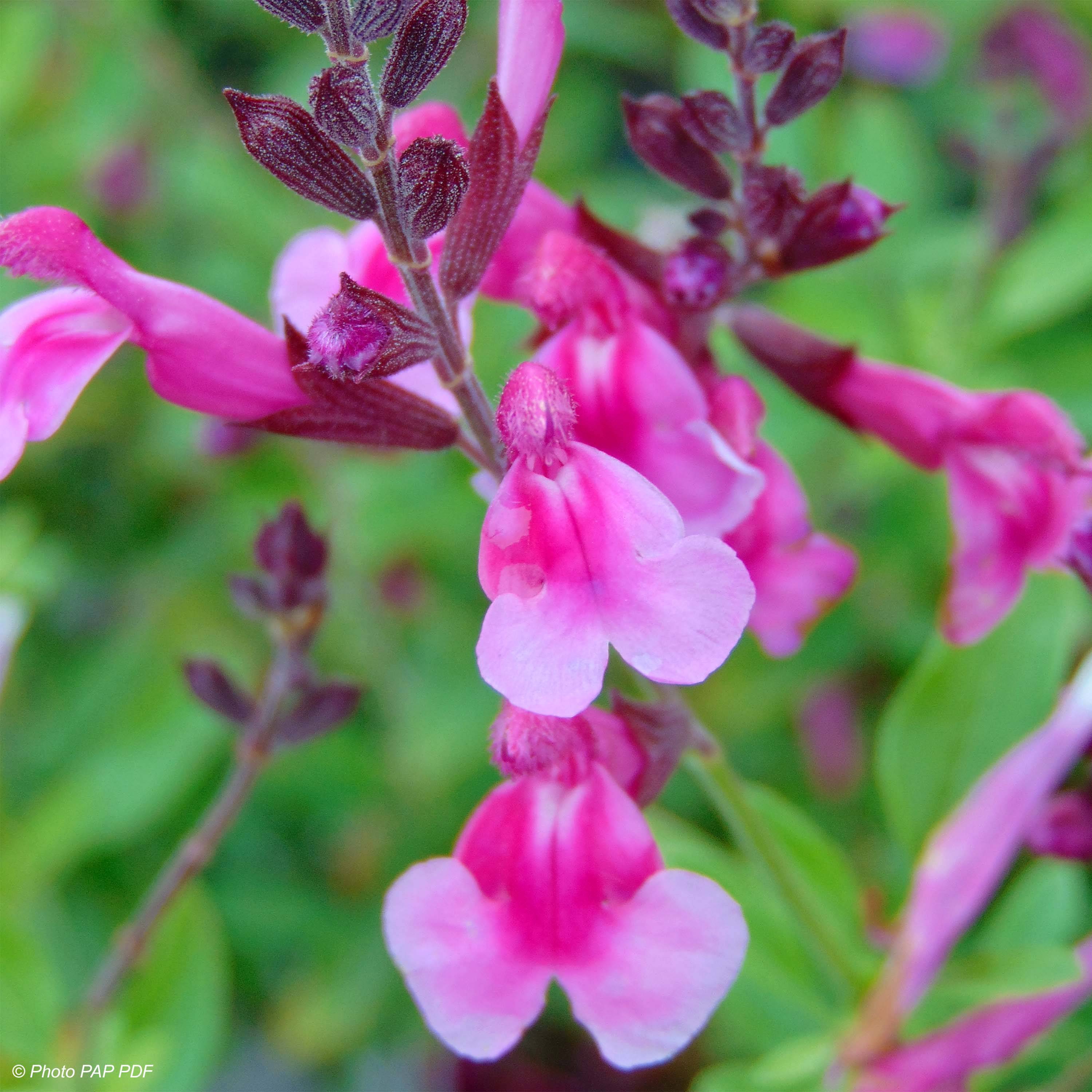 Sauge arbustive Icing Sugar - Salvia greggii Pot de 2L/3L