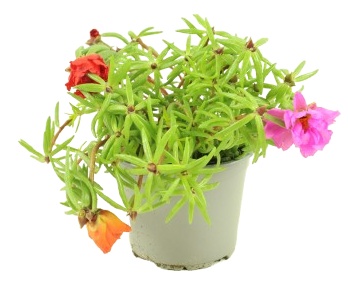 Pourpier pot 10,5 cm - Image 1