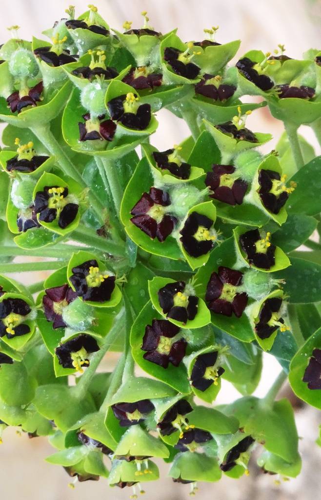 Promesse de Fleurs - Euphorbe characias Black Pearl Godet de 8/9 cm - Image 2