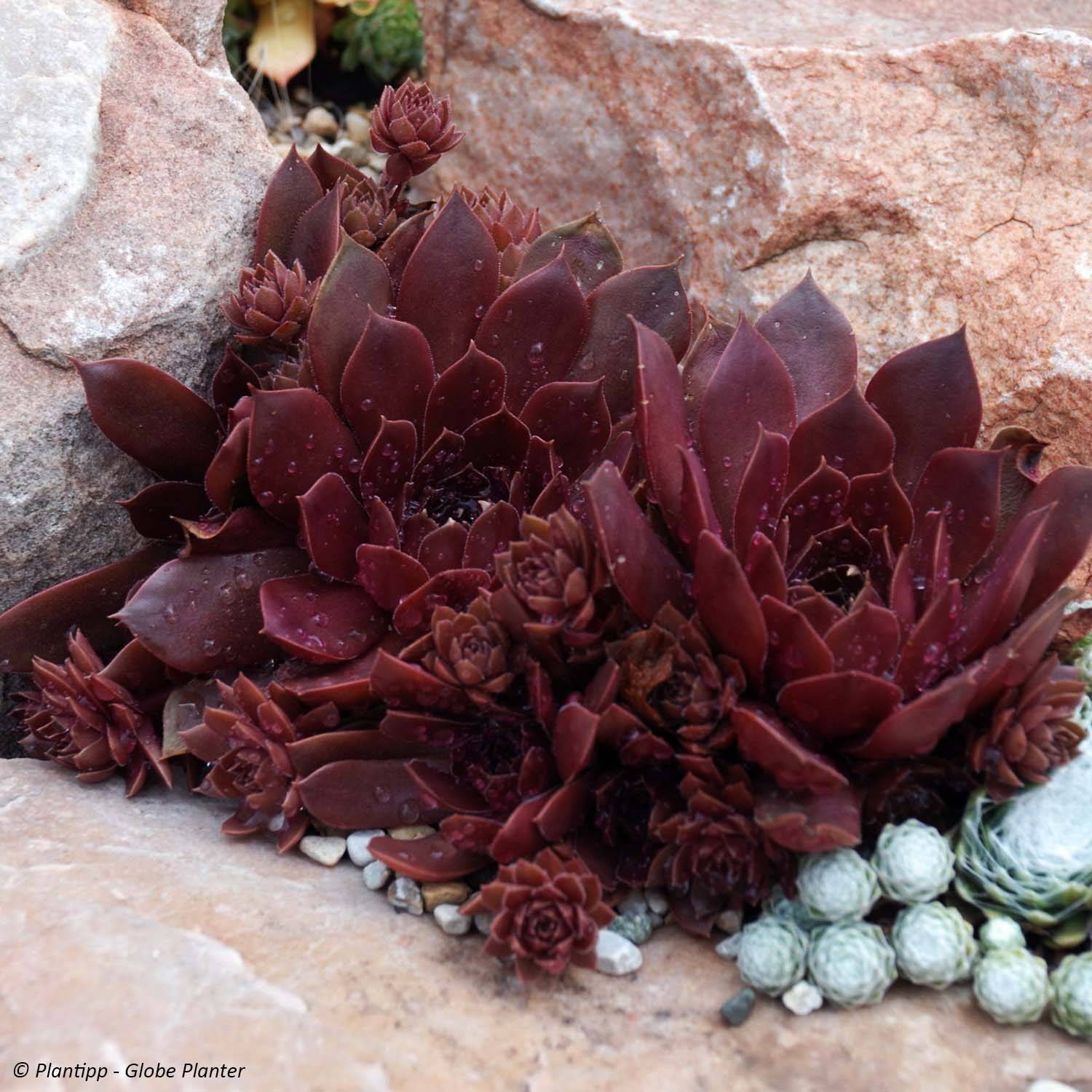 Sempervivum Chick Charms ® Chocolate Kiss - Joubarbe pourpre chocolat Pot de 10 cm/11cm
