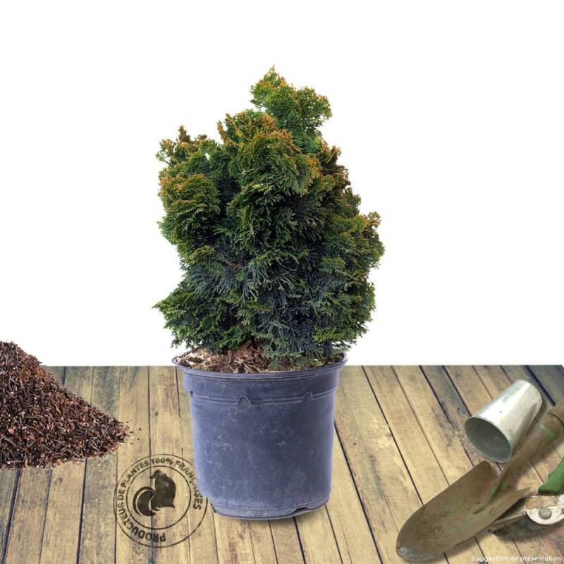 Faux cyprès d'Hinoki Aurora, Chamaecyparis obtusa - Pot de 5L - 40/60 cm - Image 2