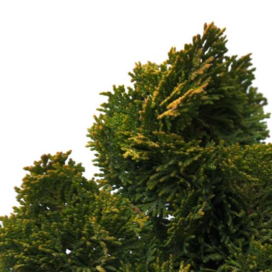 Faux cyprès d'Hinoki Aurora, Chamaecyparis obtusa - Pot de 5L - 40/60 cm - Image 1