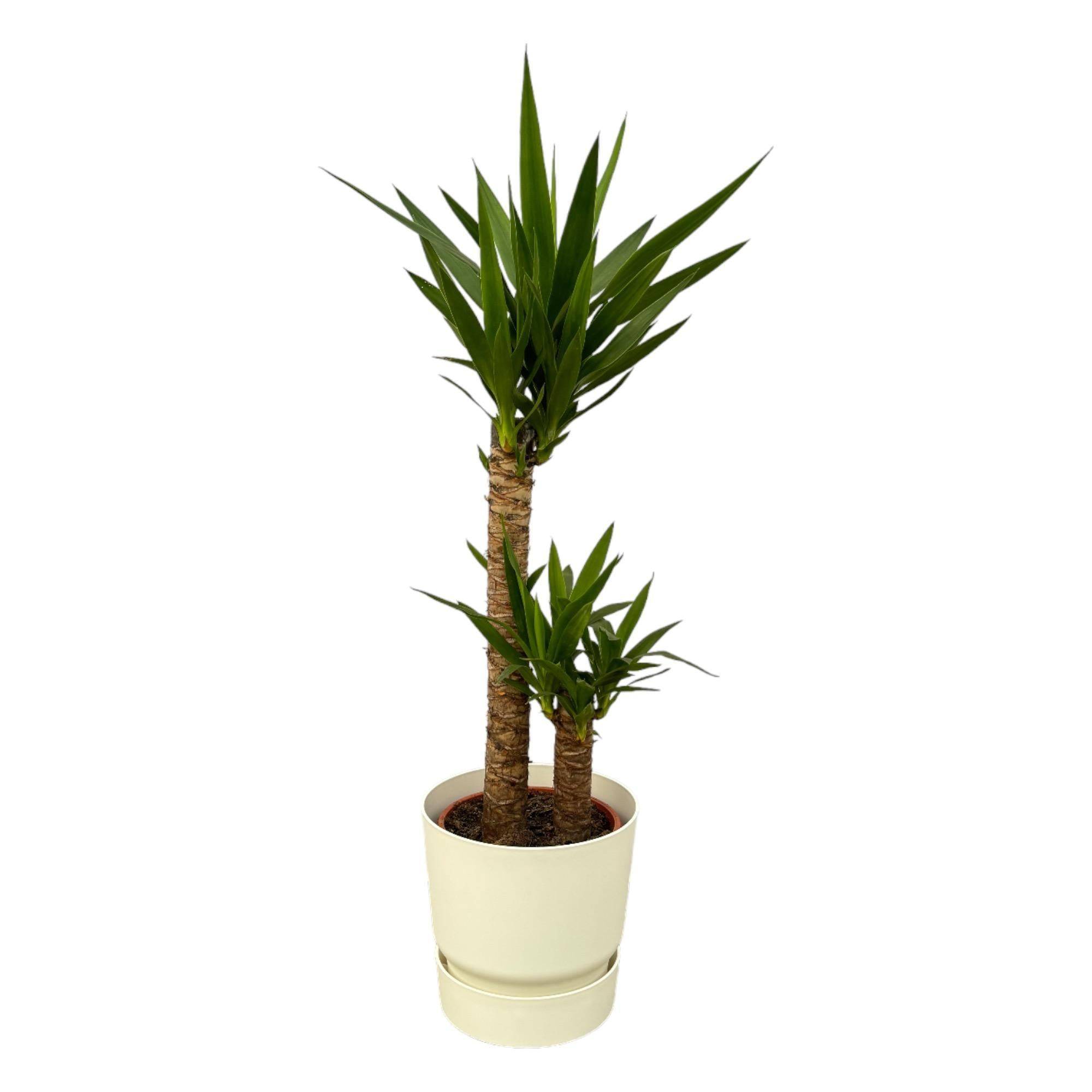 La Green Touch - Yucca et son pot- La Green Touch Blanc + Reservoir - Hauteur 100cm