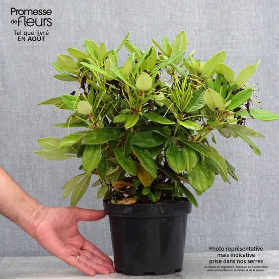 Rhododendron yakushimanum Dopey Pot de 2L/3L - Image 2