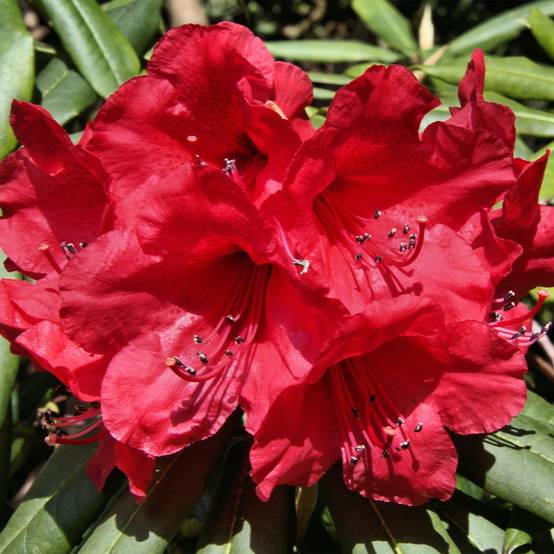 Rhododendron yakushimanum Dopey Pot de 2L/3L - Image 1