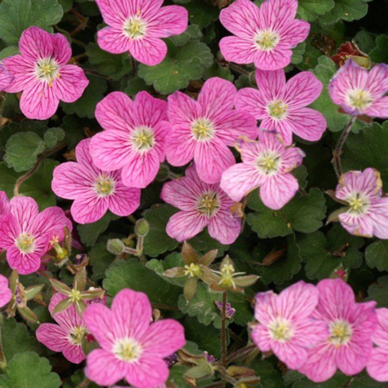3 Becs-de-grue variable 'Bishop Form' (Erodium variabile Bishop Form) - Lot de 3 vivaces - Pépinières Naudet - Image 1