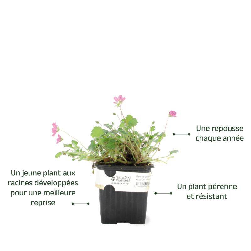 3 Becs-de-grue variable 'Bishop Form' (Erodium variabile Bishop Form) - Lot de 3 vivaces - Pépinières Naudet - Image 3
