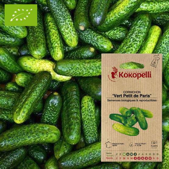 Cornichon Vert Petit de Paris- Graines bio à semer - Image 1