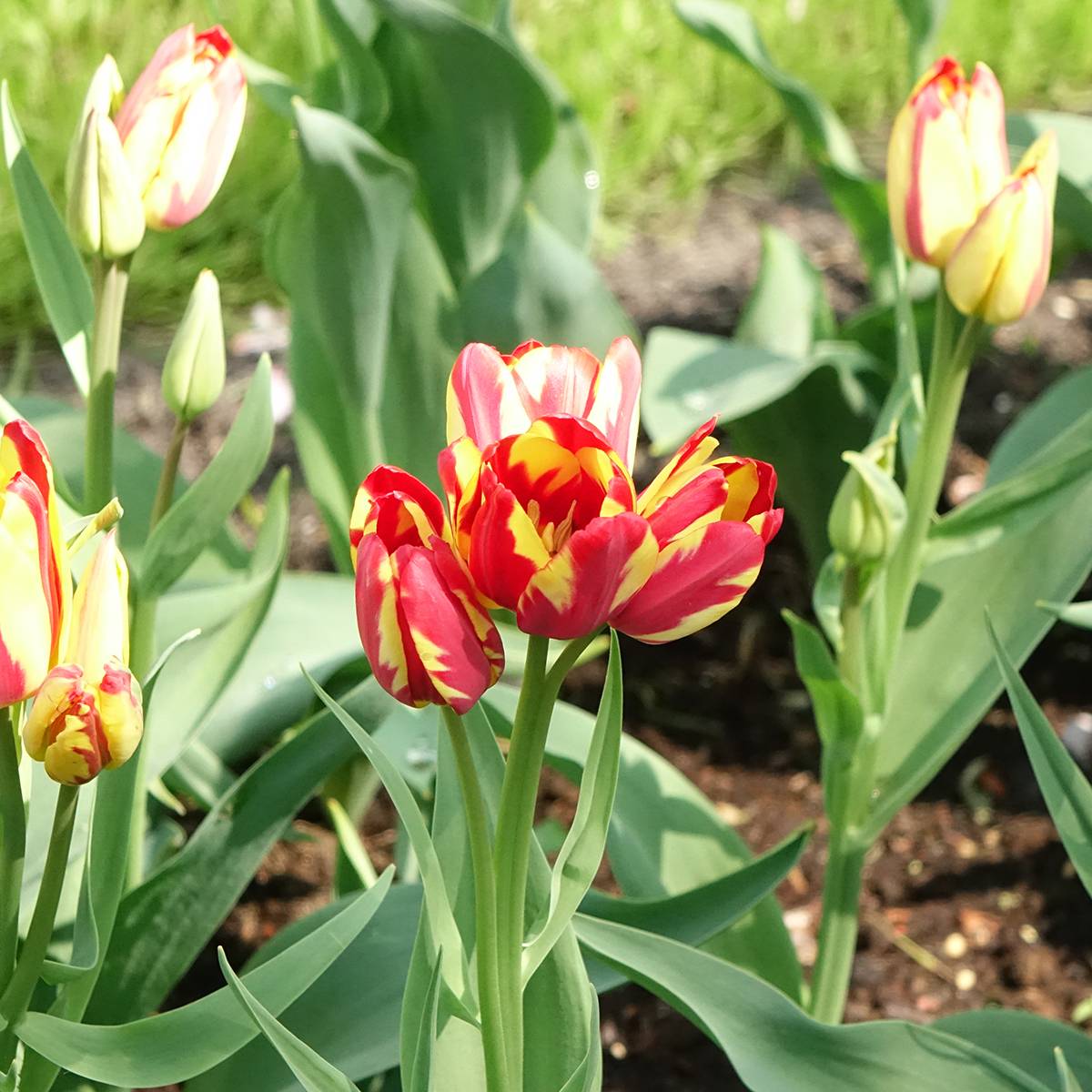 Promesse de Fleurs - Tulipe pluriflore Sunshine Club Bulbe calibre 11+ (par 6)