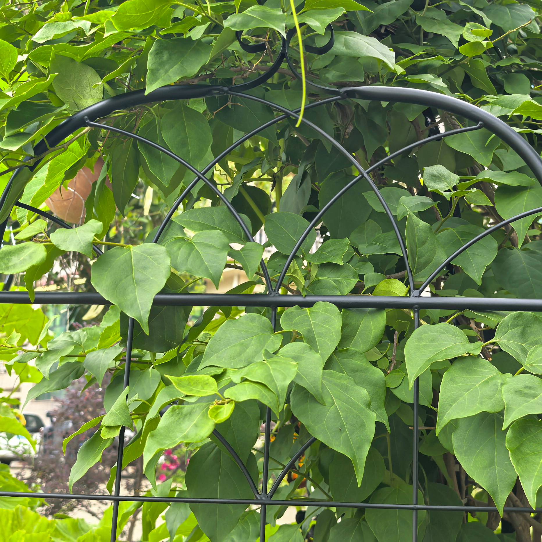 Grille jardin métal noir 50 x 2 x 180 cm - PANGIVO - Image 9