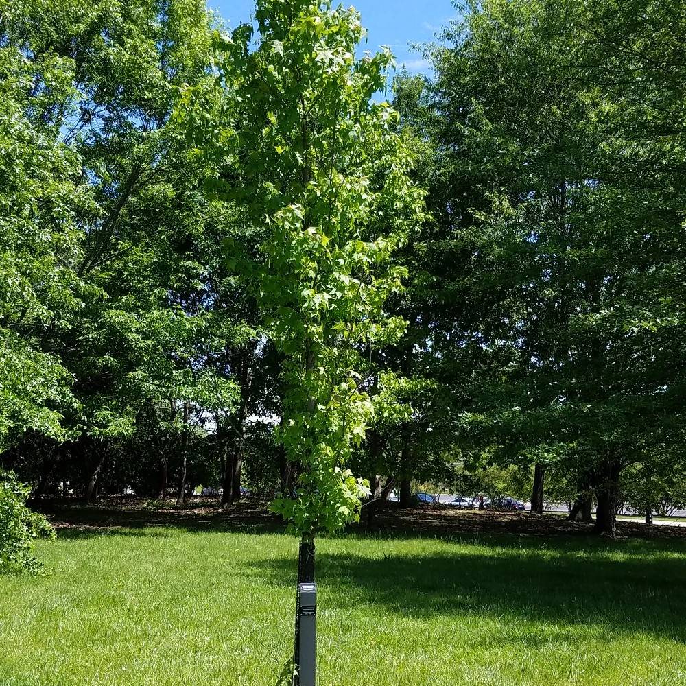 Copalme d'Amérique Slender Silhouette, Liquidambar - Pot de 15L - Baliveau
