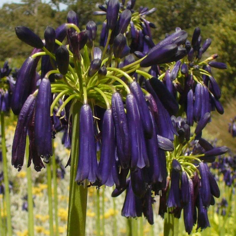 Agapanthe Black Pantha Pot de 2L/3L