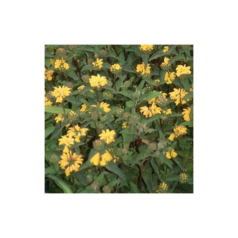 Sauge de Jérusalem de Russell à fleurs Jaune/ - feuillage Persistant - Godet - 5/20 cm - Imagen 1
